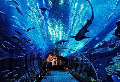 「水族馆设计」真的要注意这些细节哦！