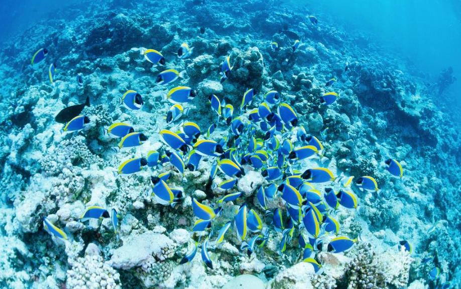 海洋馆的水族箱如何清洗？有哪些方法？亲测有效