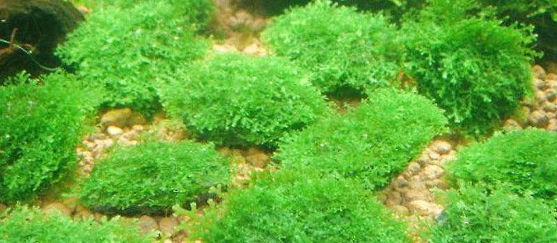水族馆设计过程中如何种植水草？需要注意哪些事项？已回答