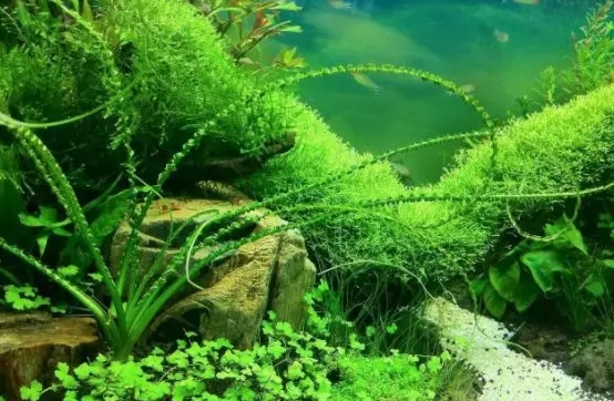 上海海洋馆如何种植水草？需要注意哪些细节问题？已解答