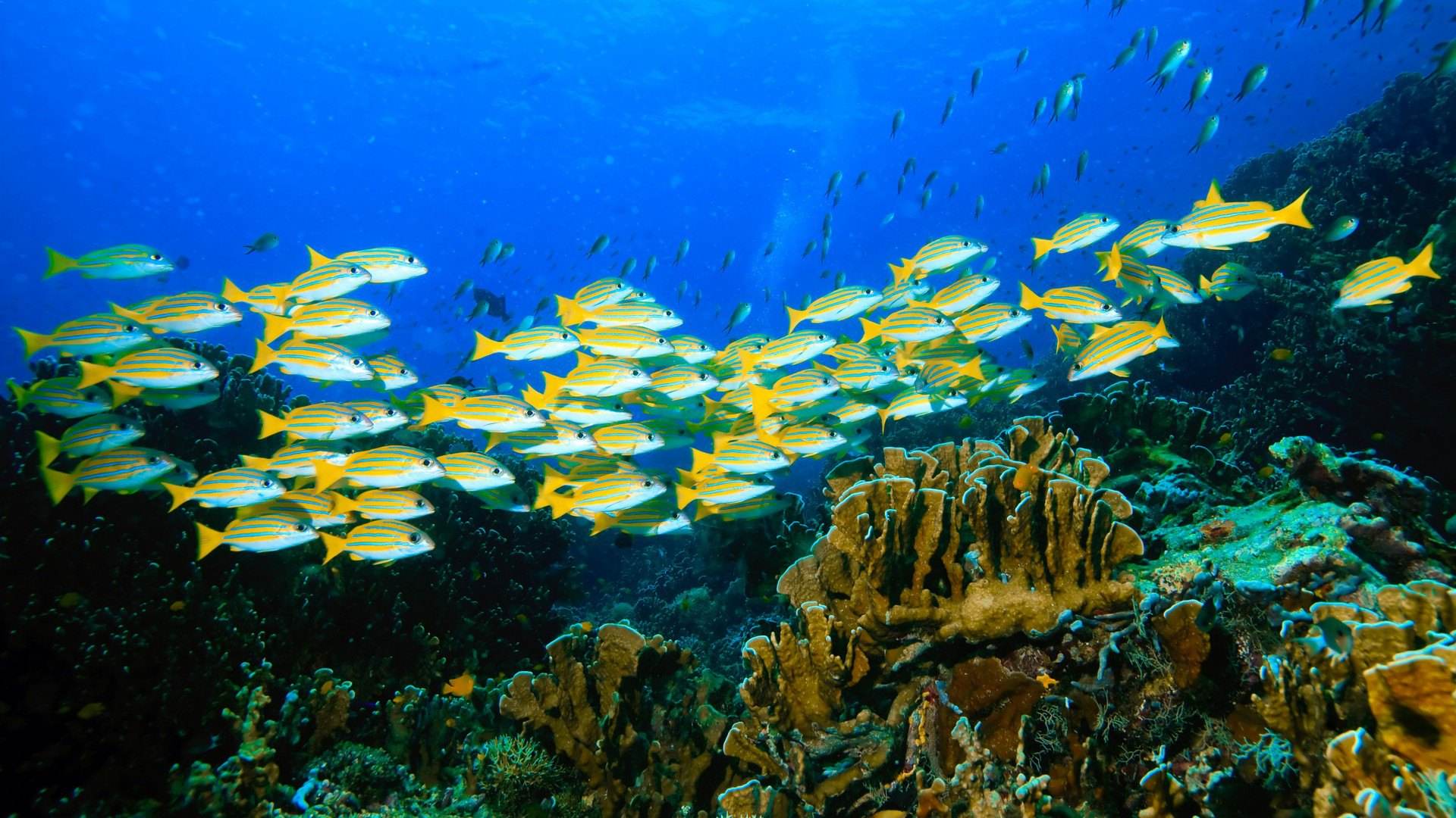 开设水族馆需要哪些条件？公共的大型水族馆有哪些？已推荐