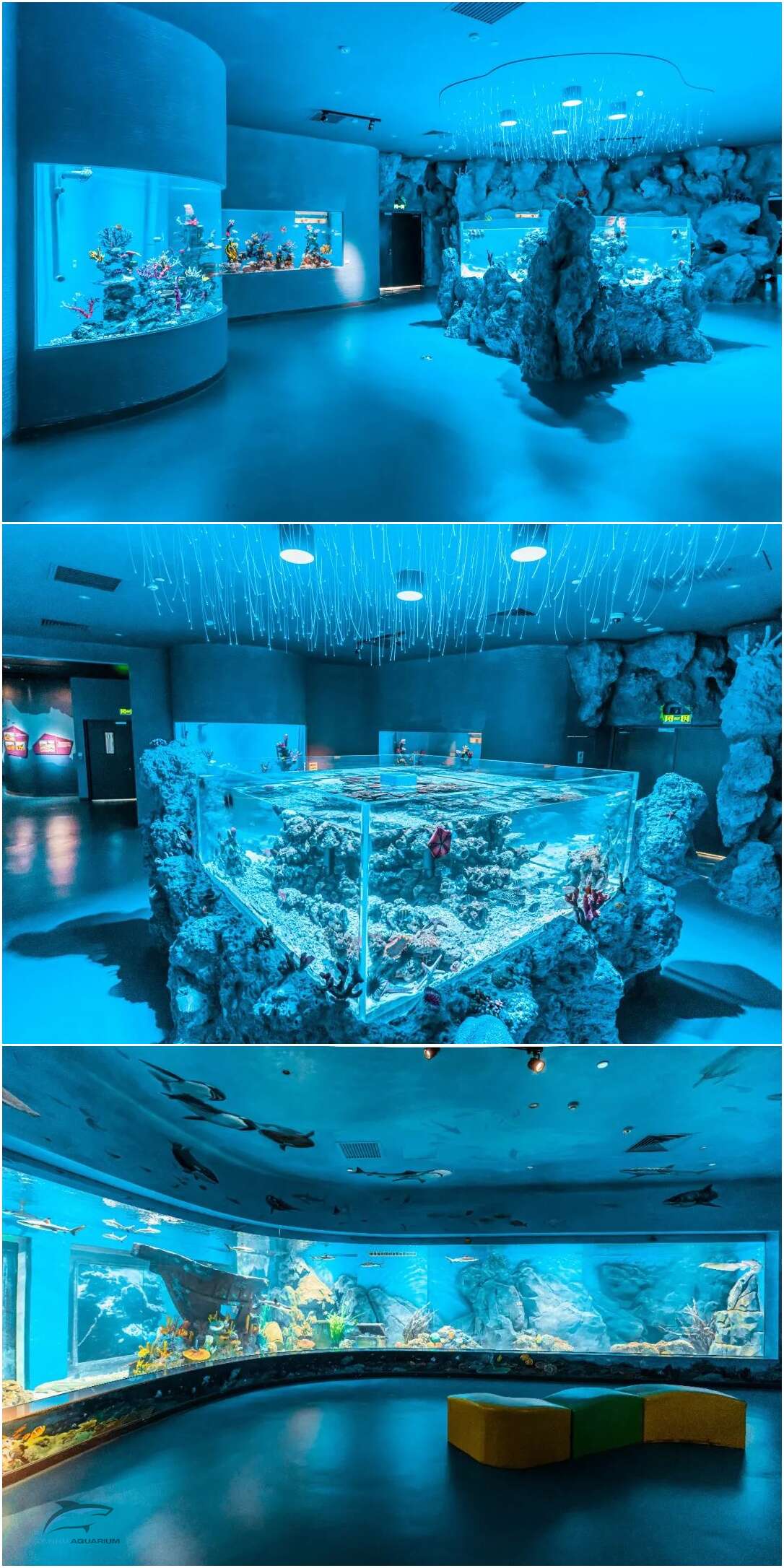 国内最大水母馆1月亮相天津海昌极地海洋公园-天津旅游资讯-墙根网